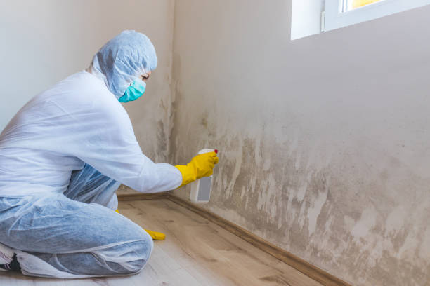 Licensed Mold Testing service in Dayton, WA - WQB Mold Removal